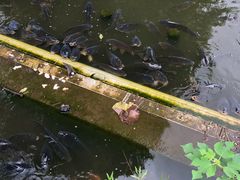 -上野公园花园稻荷神社(忍岡稲荷神社)