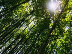 -桤木河湿地公园