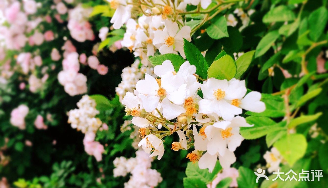 小众风光/绝美月季花墙