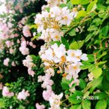 小众风光/绝美月季花墙