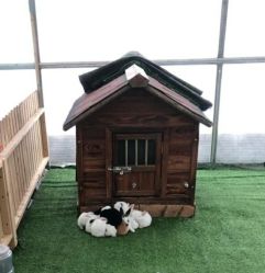 -萌宠亲子动物乐园(槐房万达店)