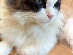 -有猫儿腻咖啡厅.猫咖