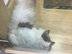 -屋虎猫馆(宝安大仟里店)