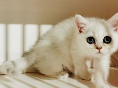 -东方名猫馆·英短金渐层布偶猫舍(环线广场1号楼店)