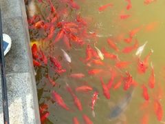 -石家庄市植物园