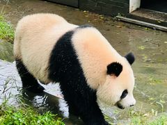 -都江堰中华大熊猫苑