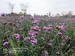 -同里国家湿地公园