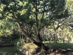 -上海醉白池公园