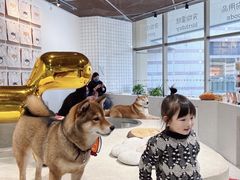 -柴务处·柴犬主题狗咖