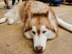 -TrueLove @ Neverland (Husky Cafe)