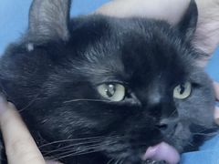 -纳吉亚猫专科动物医院·北北分院
