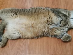 -欧奕国际动物医院