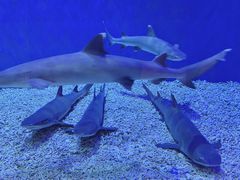 -华夏文旅海洋公园