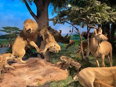 -国家自然博物馆