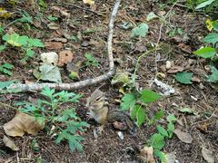 -五营红松林海景区