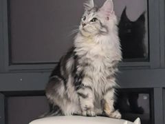 -翊宠yipet猫狗购宠庄园