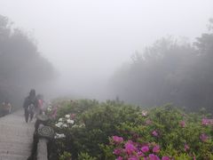 -梧桐山风景名胜区