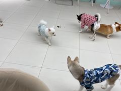 -怪兽屋·羊驼·猫咖·狗咖(俊华广场店)
