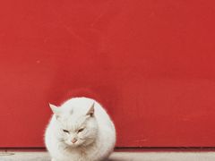 -西安碑林博物馆