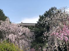 -西安青龙寺遗址景区
