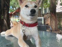 -柴犬高等学院·狗咖·柴犬售卖·宠物训练