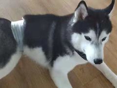 -Husky Go! 哈士奇体验馆·宠物咖啡厅狗咖