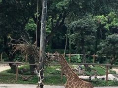 -深圳野生动物园