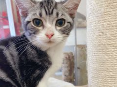 -酷豆宠物咖啡·宠物美食·撸猫馆