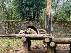-都江堰中华大熊猫苑