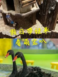 -七巧国萌宠乐园(龙湖天街店)