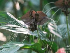 -西双版纳原始森林公园