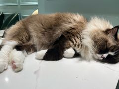 -安格丽娜·狗咖·猫咖羊驼咖(春熙路百盛商场店)