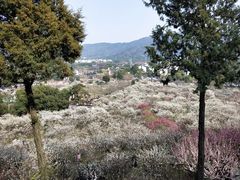 -香雪海