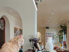 -有猫主题·治愈系猫咖(曾厝垵店)