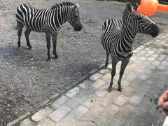 -上海动物园(地铁站)