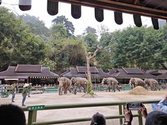 -野象谷景区