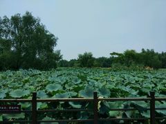 -大湾区中央湿地公园