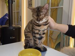 -猫小院猫主题餐厅(南锣旗舰店)