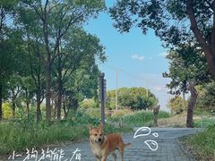-莲花岛景区