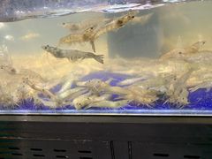 -盒马鲜生(新都心店)