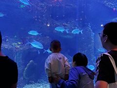 -沙沙哗啦海洋馆(华宇百花谷店)