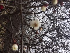 iphone_upload_pic-香雪海