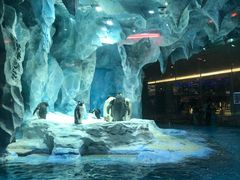 -帝企鹅自助餐厅•儿童岛•真企鹅(长隆企鹅酒店)