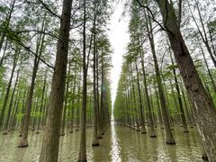-渌洋湖湿地公园