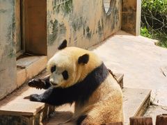 -中国大熊猫保护研究中心雅安碧峰峡基地