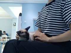 -喵的天空名猫咖啡馆·撸猫·猫舍·用品