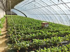 -昌平兴寿秀秀草莓采摘园