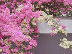 -深圳市中科院仙湖植物园