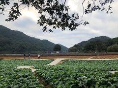 -广州市石门国家森林公园