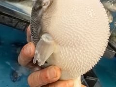-莆鑫海鲜城(浏河店)